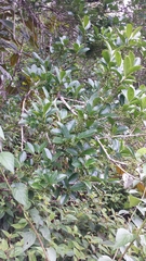 Ilex mitis