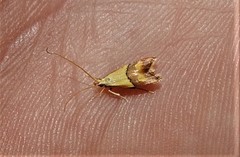 Crocanthes prasinopis