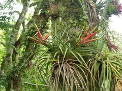 Tillandsia fasciculata image