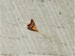 Crocanthes prasinopis