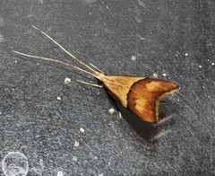 Crocanthes prasinopis