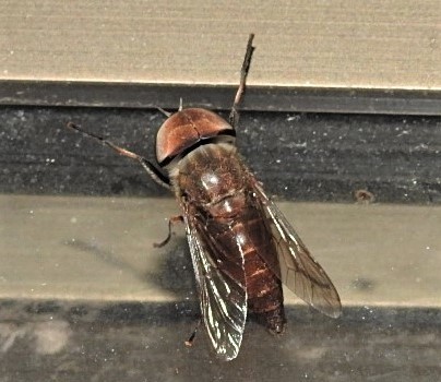 Tabanus australicus