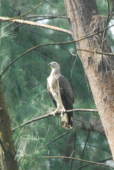 Haliaeetus ichthyaetus
