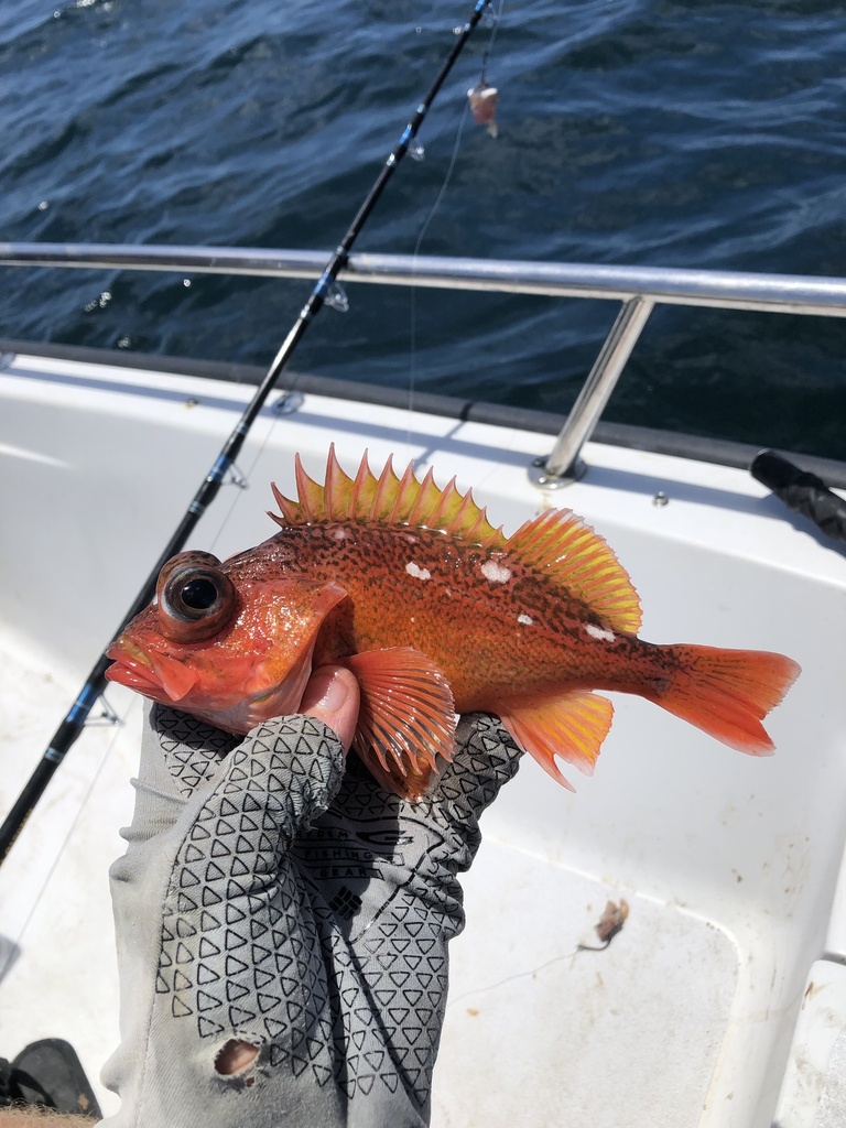 Freckled Rockfish