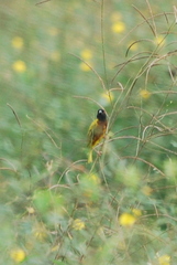 Ploceus jacksoni