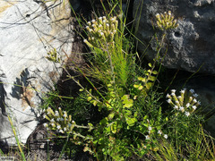 Pseudoselago peninsulae