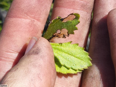 Pseudoselago peninsulae