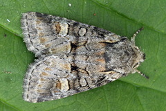 Brachylomia viminalis