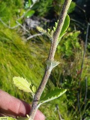 Pseudoselago peninsulae