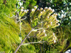 Pseudoselago peninsulae