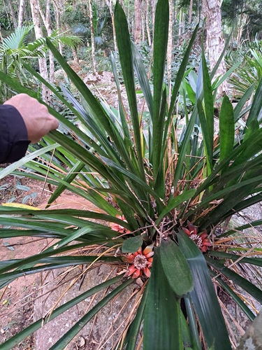 Wittrockia gigantea, photograph 1