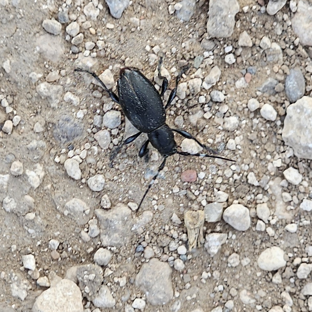 Moneilema annulatum