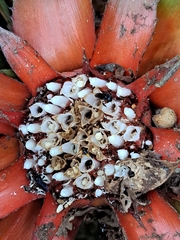 Wittrockia gigantea, photograph Victor Farjalla Pontes, CC BY, iNaturalist via GBIF