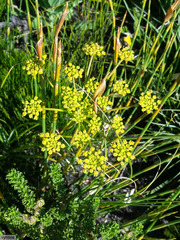 Nanobubon strictum