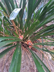 Wittrockia gigantea, photograph Victor Farjalla Pontes, CC BY, iNaturalist via GBIF