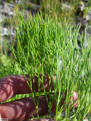 Nanobubon strictum