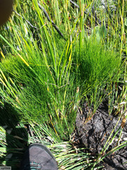 Nanobubon strictum