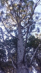 Pinus douglasiana