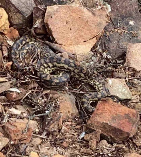 Inland Carpet Python sighting