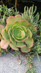 Aeonium arboreum arboreum