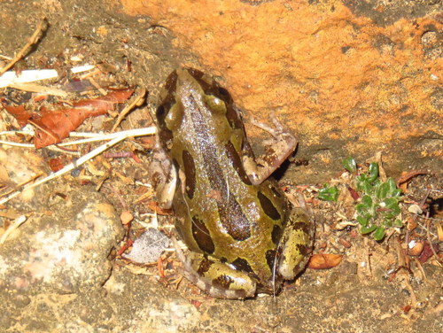 Kassina senegalensis