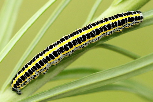 Toadflax Brocade Moth