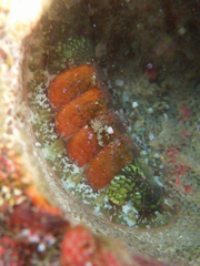 Dendrochiton flectens