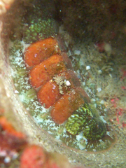 Dendrochiton flectens