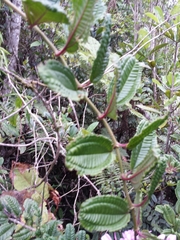 Gravesia laxiflora image
