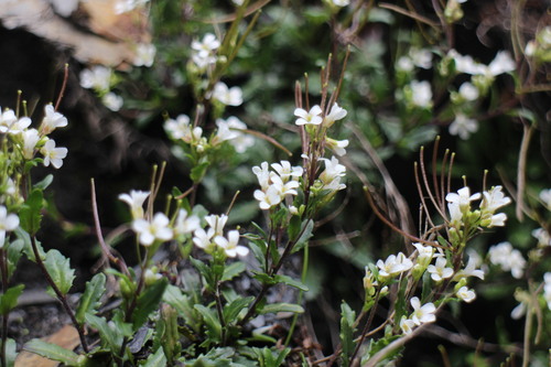 Arabis serrata iNat (1)