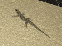Lygodactylus stevensoni