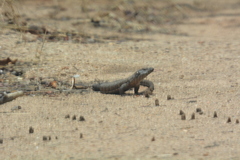 Matobosaurus validus