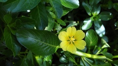 Ludwigia taiwanensis