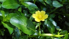 Ludwigia taiwanensis
