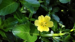 Ludwigia taiwanensis