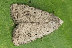 Caradrina petraea