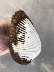 Anadara secticostata