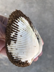 Anadara secticostata