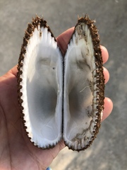 Anadara secticostata