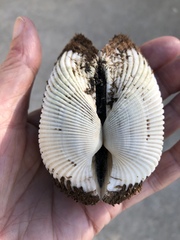 Anadara secticostata