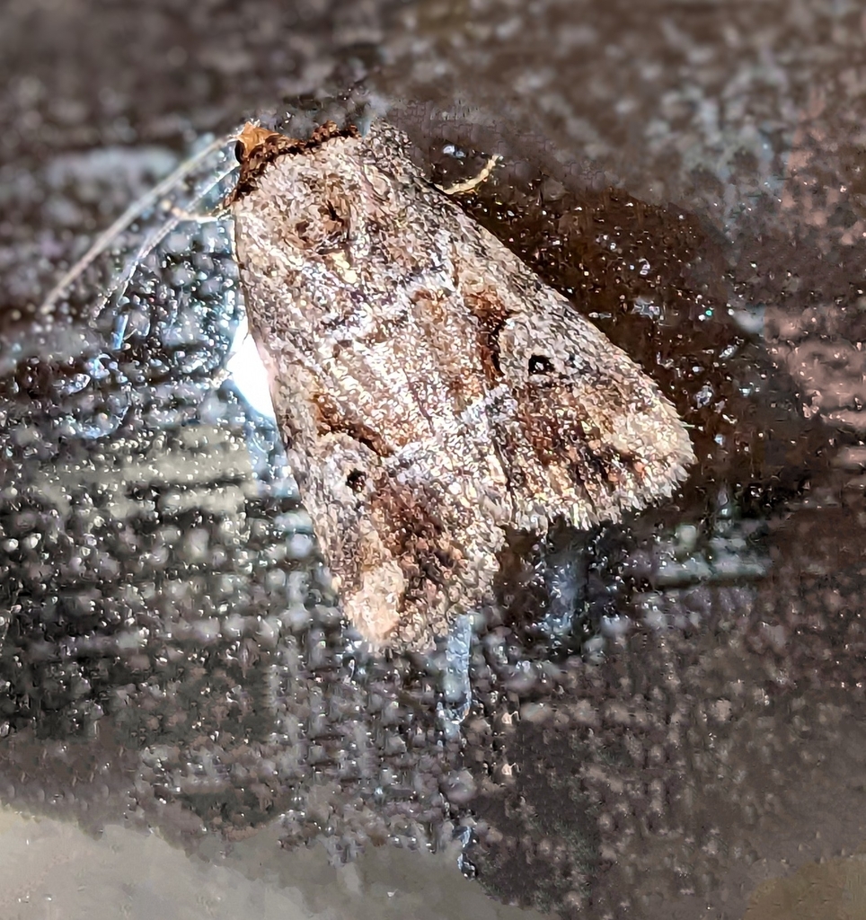 Pale-winged Midget