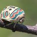 Picasso Bug - Photo (c) Alan Manson, some rights reserved (CC BY), uploaded by Alan Manson