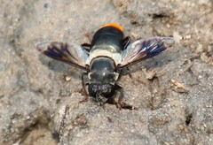Senaspis haemorrhoa