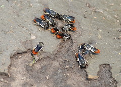 Megachile chrysorrhoea