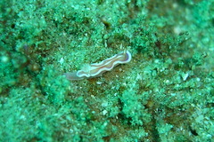 Glossodoris