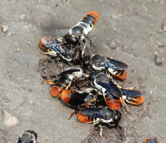 Megachile chrysorrhoea