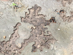 Megachile chrysorrhoea