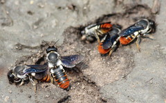 Megachile chrysorrhoea