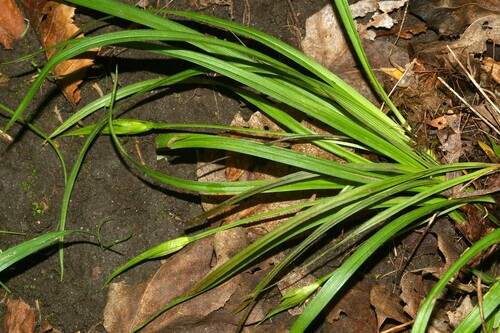 Carex backii