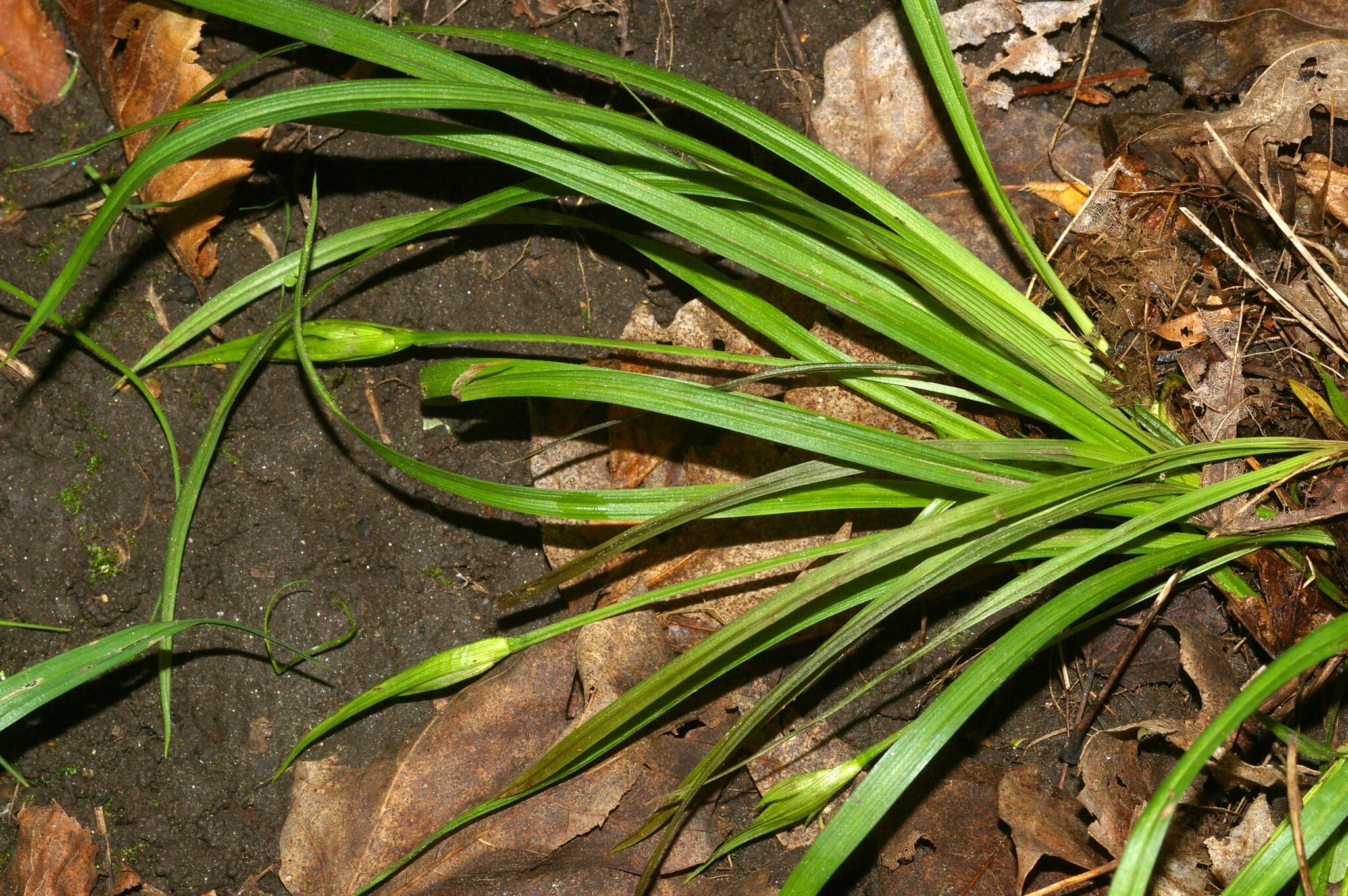 Carex backii